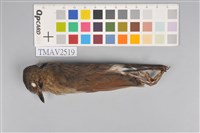 藏品(白尾鴝)的圖片